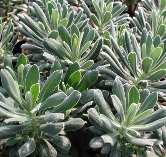 Euphorbia characias 'Portuguese Velvet'