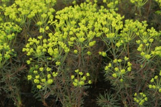 Euphorbia cyparissias 'Fens Ruby'