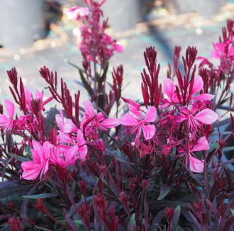 Gaura lindheimeri 'Gaudi Pink'
