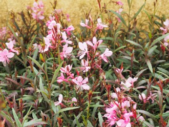 Gaura lindheimeri 'Gaudi Rose'
