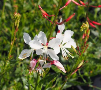 Gaura lindheimeri 'Gaudi White'
