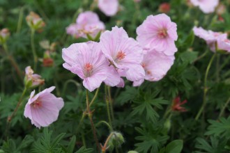 Geranium sanguineum var. striatum