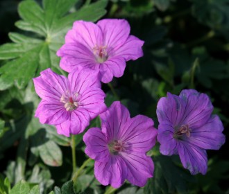 Geranium  'Blushing Turtle'