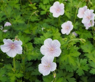 Geranium himalayense 'Derrick Cook'
