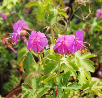 Geranium macrorrhizum 'Bevan's Variety'