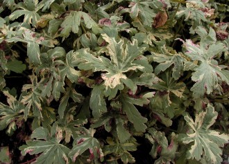 Geranium macrorrhizum 'White Ness'