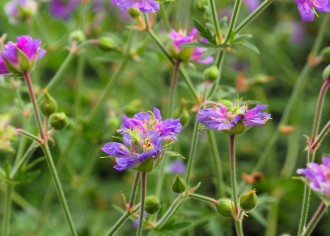 Geranium pratense 'Azure Skies'