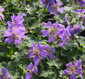 Geranium renardii 'Phillipe Vapelle'