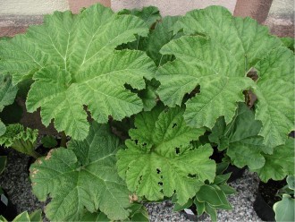 Gunnera manicata