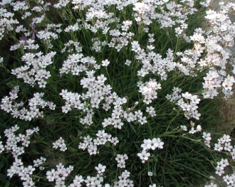 Gypsophila repens 'Filou White'