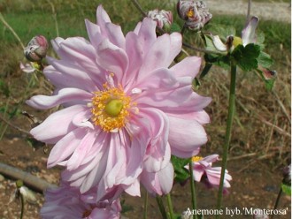 Anemone hybrida 'Montrose'