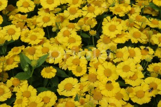 Helenium Serie Mariachi 'Sombrero'