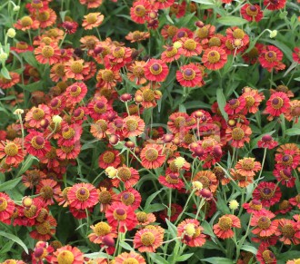 Helenium  'Ruby Tuesday'