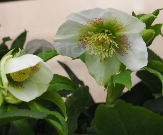 Helleborus orientalis 'Claudia'