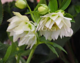 Helleborus orientalis 'Dafine'