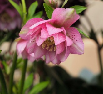 Helleborus orientalis 'Larissa'