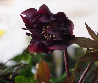 Helleborus orientalis 'Manon'
