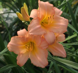 Hemerocallis hybrida 'Allmark'