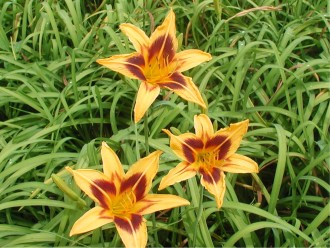 Hemerocallis hybrida 'Bonanza'