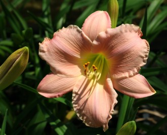 Hemerocallis hybrida 'Chicago Petticoats'