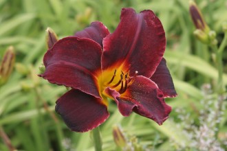 Hemerocallis hybrida 'Couvre Feu'