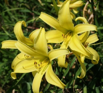 Hemerocallis hybrida 'Dallas Spider Time'