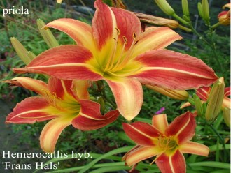 Hemerocallis hybrida 'Frans Hals'