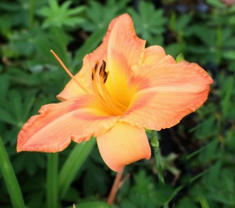 Hemerocallis hybrida 'Magic Kiss'