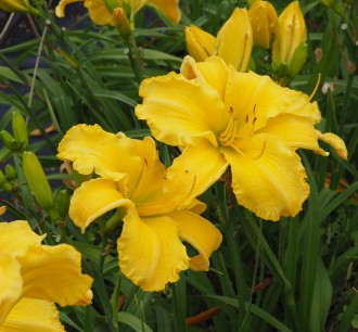 Hemerocallis hybrida 'Molokai'
