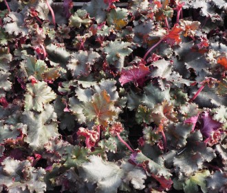 Heuchera  'Black Taffeta'