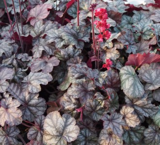 Heuchera  'Hollywood'