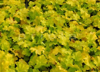 Heuchera  'Lemon Surprise'