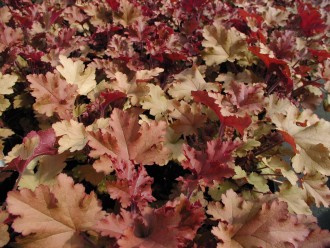 Heuchera  'Marmalade'