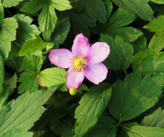 Anemone hybrida 'Pretty Lady Susan'