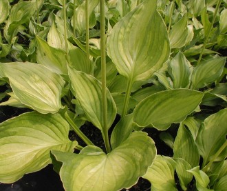 Hosta fortunei 'Aureo-Maculata'
