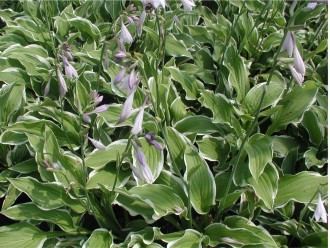 Hosta fortunei 'Moerheim'