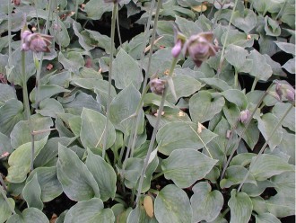 Hosta hybrida 'Blue Boy'