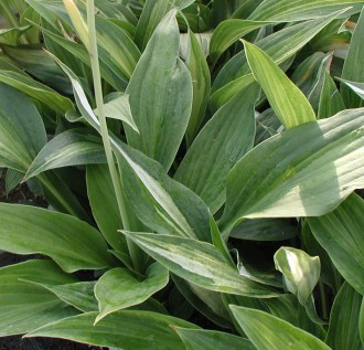 Hosta hybrida 'Night Before Christmas'