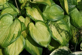Hosta hybrida 'Paradigm'