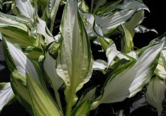 Hosta hybrida 'White Christmas'