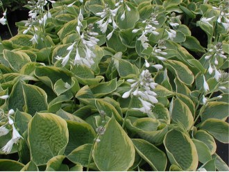 Hosta sieboldiana 'Frances Williams'