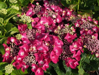 Hydrangea macrophylla 'Kardinal'