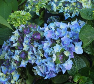 Hydrangea macrophylla 'Lady Mata Hari Blue'