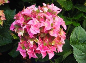 Hydrangea macrophylla 'Lady Mata Hari Pink'
