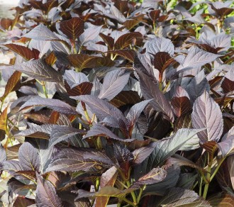 Hydrangea macrophylla First Editions 'Eclipse'