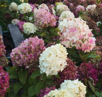 Hydrangea paniculata 'Little Lime Punch'