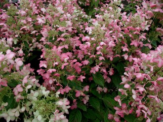 Hydrangea paniculata 'Quick Fire Fab'