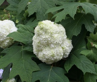 Hydrangea quercifolia 'Harmony'