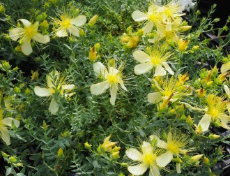 Hypericum olympicum 'Citrinum'