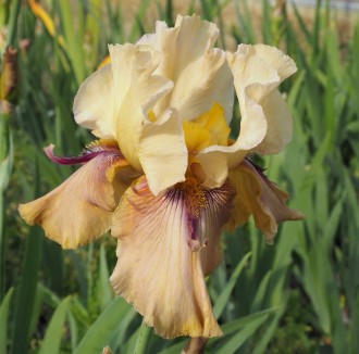Iris  'Cream Caramel'